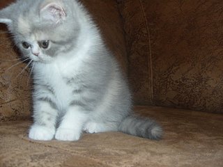 click for enlarge 800 X 600 73.6 Kb picture