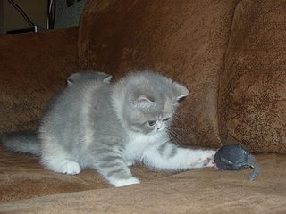 click for enlarge 800 X 600 95.4 Kb picture