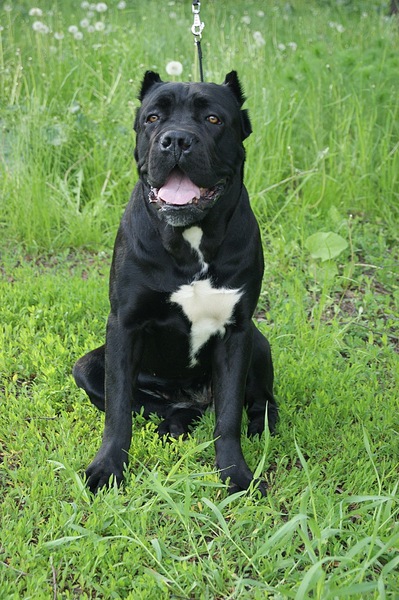 click for enlarge 681 X 1024 250.0 Kb picture