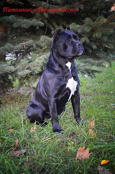 click for enlarge 423 X 640 93.2 Kb picture