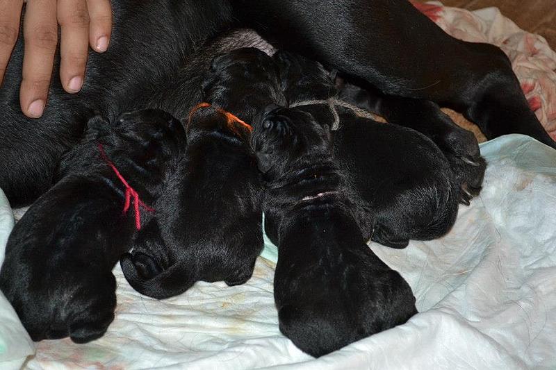 click for enlarge 960 X 640  81.6 Kb picture