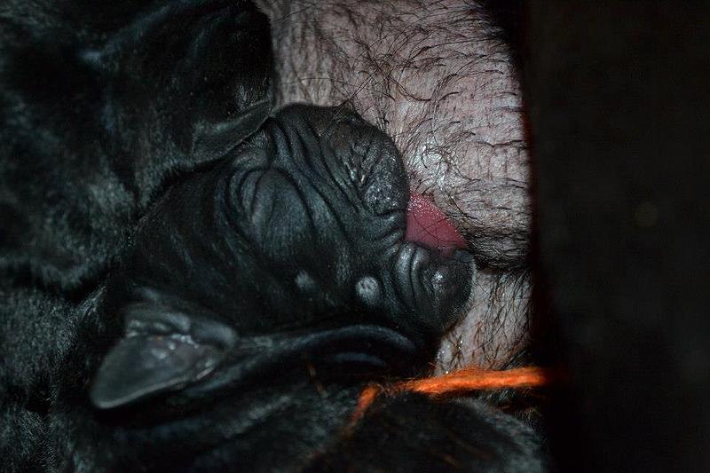 click for enlarge 960 X 640  66.5 Kb picture