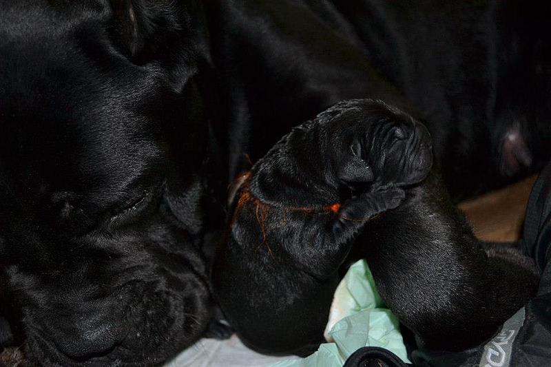 click for enlarge 960 X 640  65.5 Kb picture