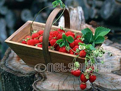 click for enlarge 800 X 600  69.8 Kb picture