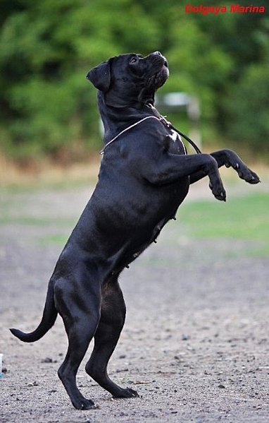 click for enlarge 408 X 640  47.0 Kb picture