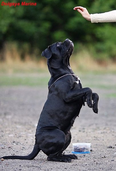 click for enlarge 435 X 640  46.9 Kb picture