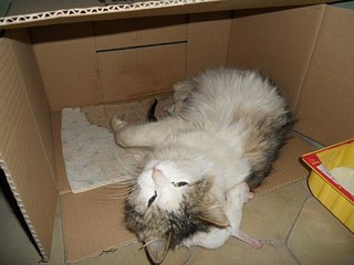 click for enlarge 604 X 453 44.1 Kb picture
