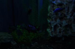 click for enlarge 448 X 298  42.9 Kb picture