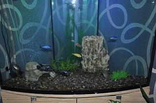 click for enlarge 448 X 298  54.8 Kb picture