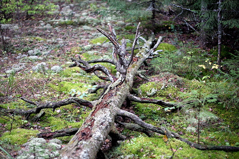 click for enlarge 1920 X 1280 462.8 Kb picture