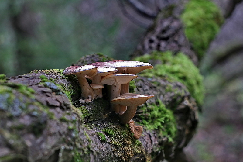 click for enlarge 1920 X 1280 538.6 Kb picture