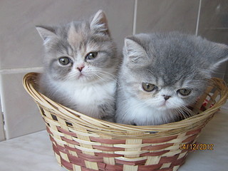 click for enlarge 1920 X 1440 523.6 Kb picture