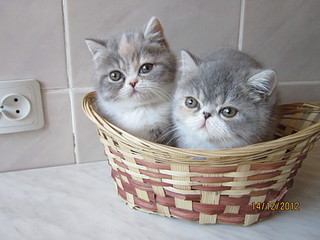 click for enlarge 1920 X 1440 485.3 Kb picture