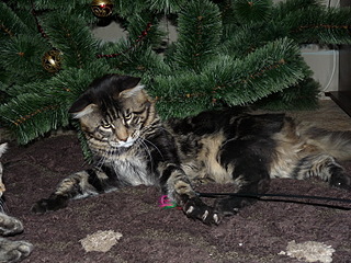 click for enlarge 800 X 600 248.7 Kb picture