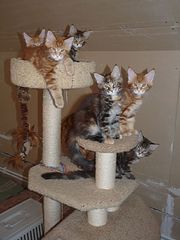 click for enlarge 600 X 800 62.5 Kb picture