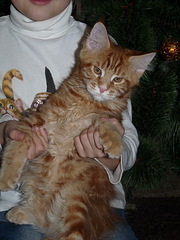 click for enlarge 600 X 800 160.1 Kb picture