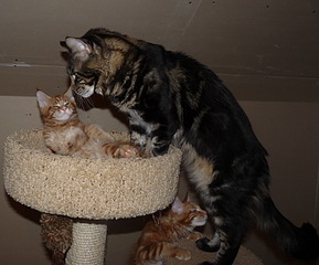 click for enlarge 800 X 664 167.0 Kb picture