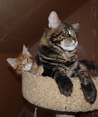 click for enlarge 673 X 800 192.9 Kb picture