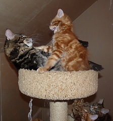 click for enlarge 748 X 800 208.1 Kb picture