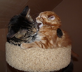 click for enlarge 800 X 704 207.8 Kb picture