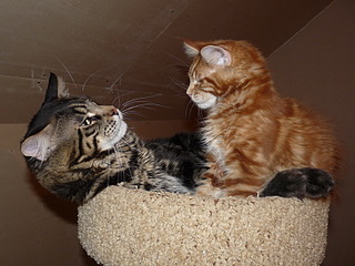 click for enlarge 800 X 600 176.4 Kb picture