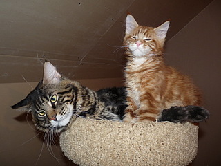 click for enlarge 800 X 600 164.7 Kb picture