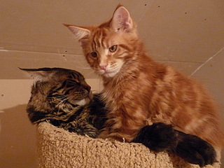 click for enlarge 800 X 600 159.8 Kb picture