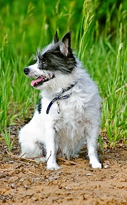 click for enlarge 635 X 1024 417.1 Kb picture