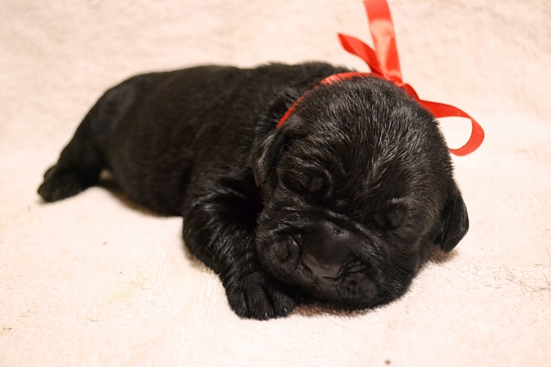 click for enlarge 1920 X 1280 113.2 Kb picture