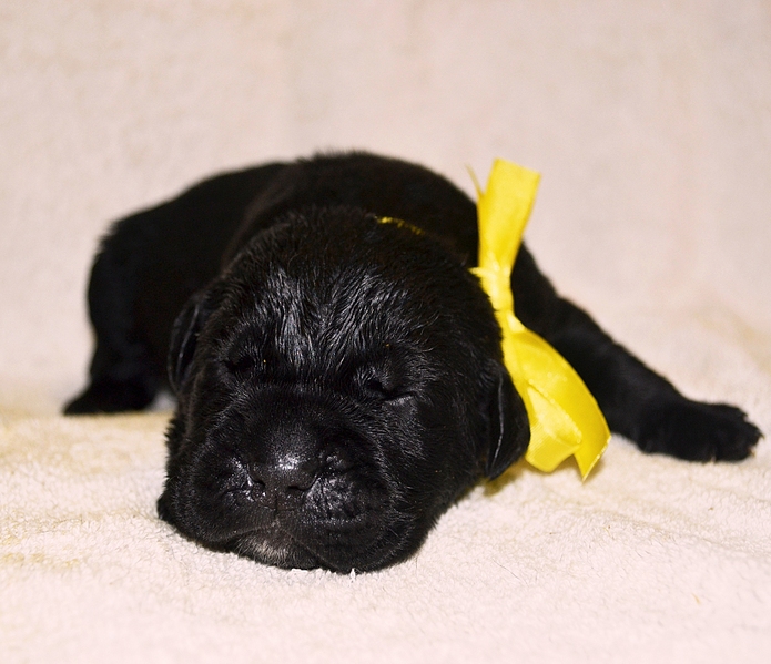 click for enlarge 1920 X 1656 136.8 Kb picture