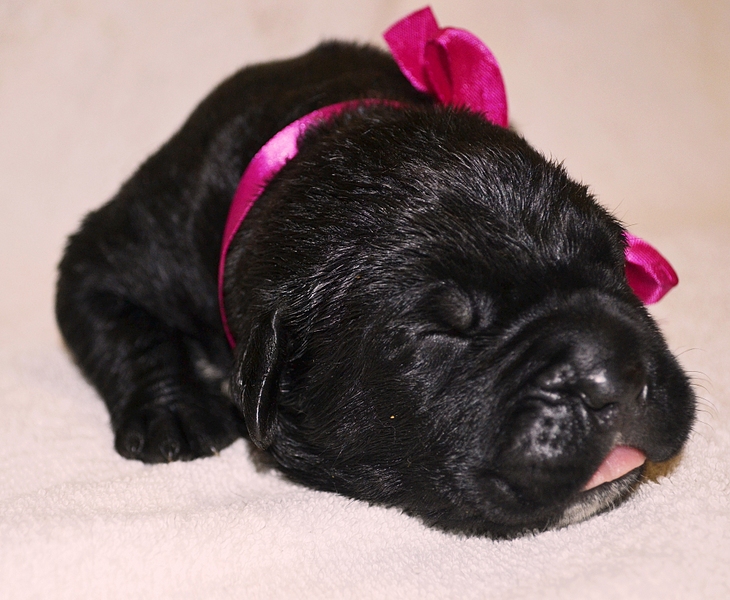 click for enlarge 1920 X 1577 158.5 Kb picture