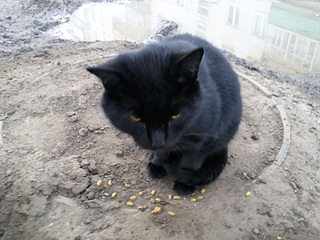 click for enlarge 1920 X 1440 710.0 Kb picture