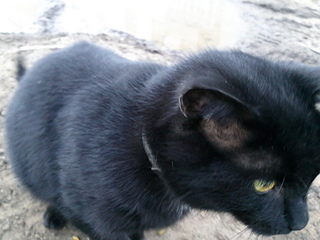 click for enlarge 1920 X 1440 706.5 Kb picture