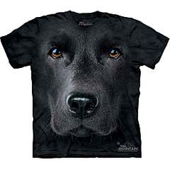 click for enlarge 1000 X 1000 37.9 Kb picture