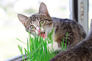 click for enlarge 1920 X 1278 232.8 Kb picture