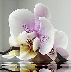 click for enlarge 591 X 600 60.7 Kb picture