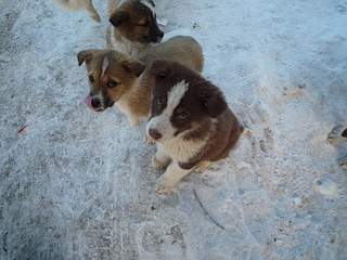 click for enlarge 1920 X 1440 243.8 Kb picture