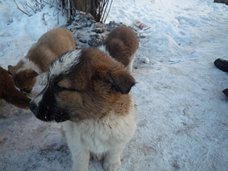 click for enlarge 1920 X 1440 174.0 Kb picture