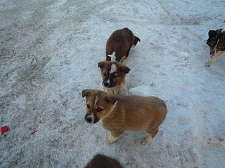 click for enlarge 1920 X 1440 270.3 Kb picture