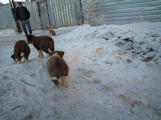 click for enlarge 1920 X 1440 240.8 Kb picture