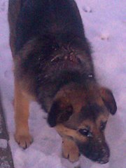 click for enlarge 453 X 604  36.6 Kb picture