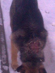 click for enlarge 453 X 604  36.5 Kb picture