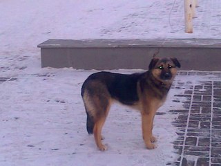 click for enlarge 604 X 453  42.9 Kb picture