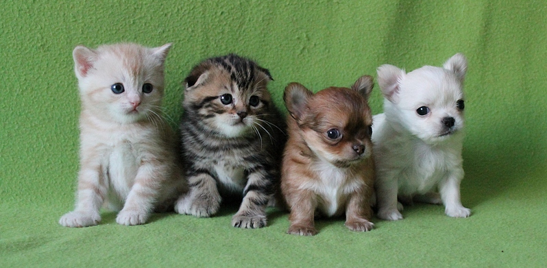 click for enlarge 1920 X 939 828.0 Kb picture