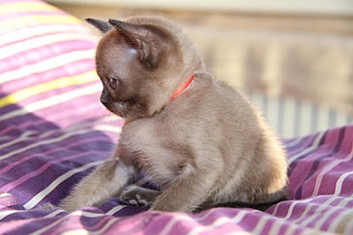 click for enlarge 800 X 533 187.6 Kb picture