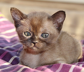 click for enlarge 692 X 600 214.2 Kb picture