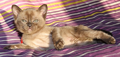 click for enlarge 800 X 380 192.1 Kb picture