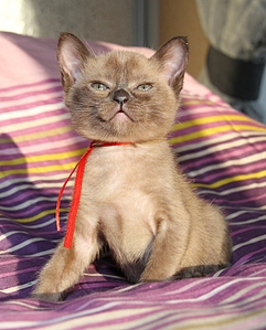 click for enlarge 600 X 744 232.3 Kb picture