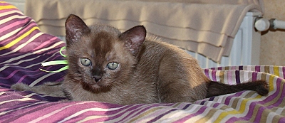 click for enlarge 800 X 346 173.2 Kb picture