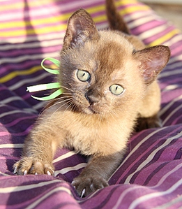 click for enlarge 600 X 688 228.7 Kb picture
